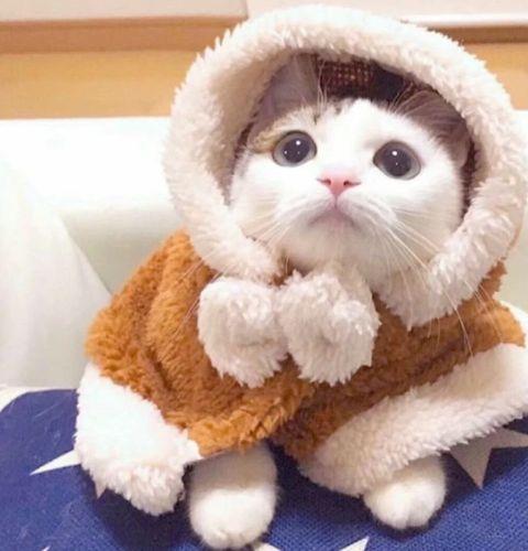 动物情侣图片 动物情侣头像图片