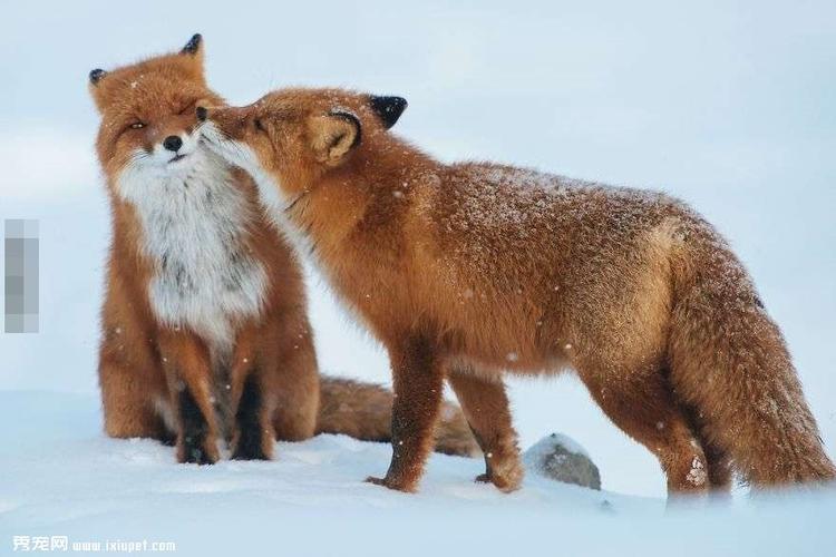 动物情侣图片 动物情侣头像图片