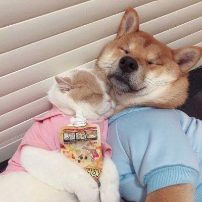 动物情侣图片 动物情侣头像图片