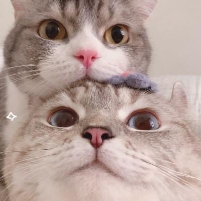 动物情侣图片 动物情侣头像图片