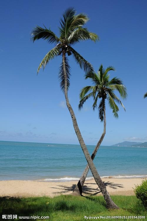 情侣树图片 大树下的情侣图片