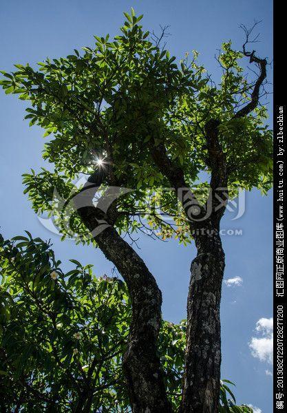 情侣树图片 大树下的情侣图片