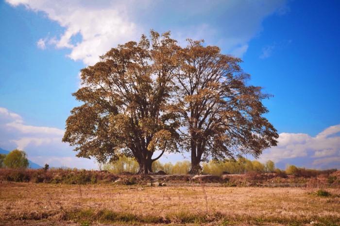 情侣树图片 大树下的情侣图片