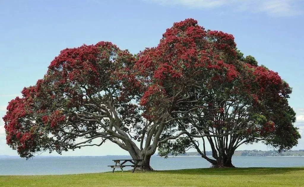 情侣树图片 大树下的情侣图片