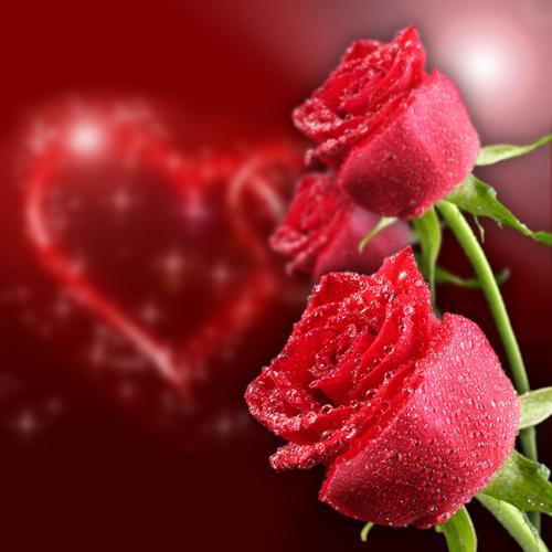 玫瑰情侣图片 玫瑰花唯美图片