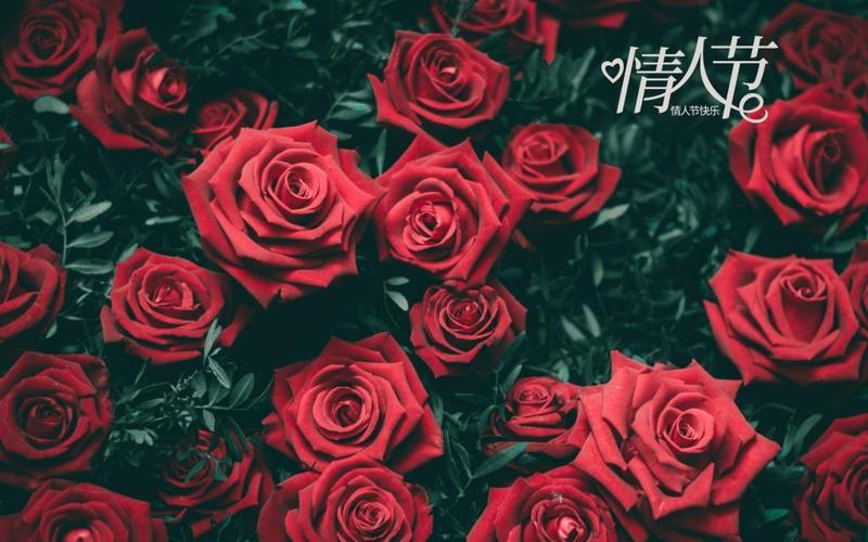 玫瑰情侣图片 玫瑰花唯美图片