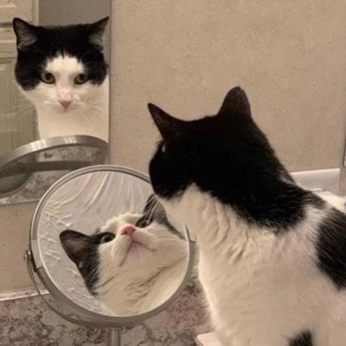 情侣背景图猫 猫咪情侣头像