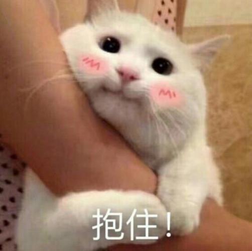 表情图情侣 情侣表情