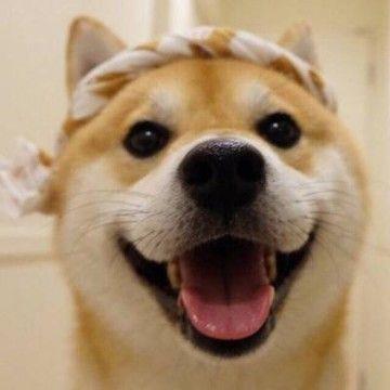 狗狗情侣图片大全可爱 可爱的情侣图片