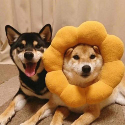 情侣小狗图片 主人牵着狗的情侣照片