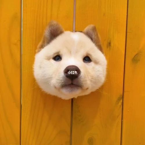 小狗情侣图片大全可爱 狗狗情侣图片