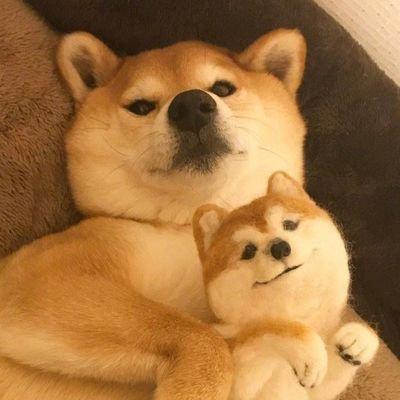 小狗情侣图片大全可爱 狗狗情侣图片