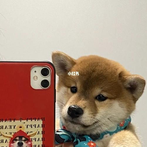 小狗情侣图片大全可爱 狗狗情侣图片