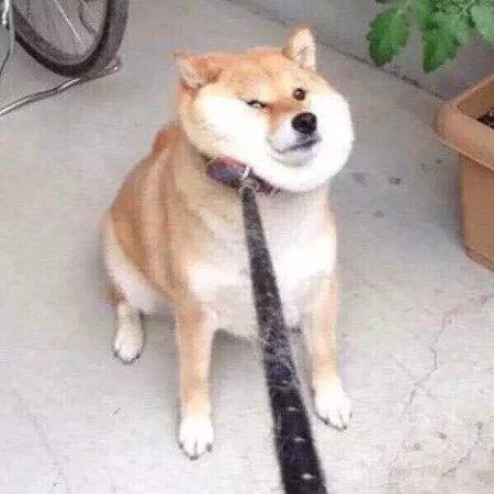 小狗情侣图片大全可爱 狗狗情侣图片