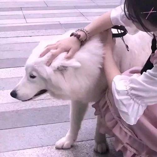 小狗情侣图片大全可爱 狗狗情侣图片