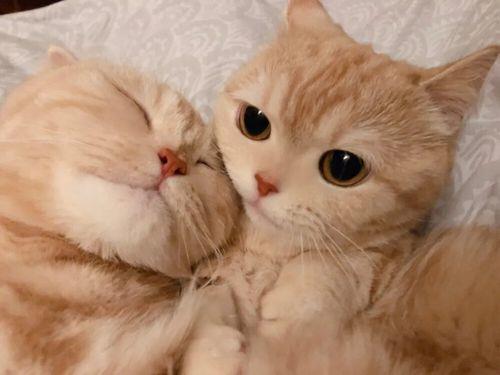 情侣猫猫图片大全可爱 猫咪情侣头像图片大全
