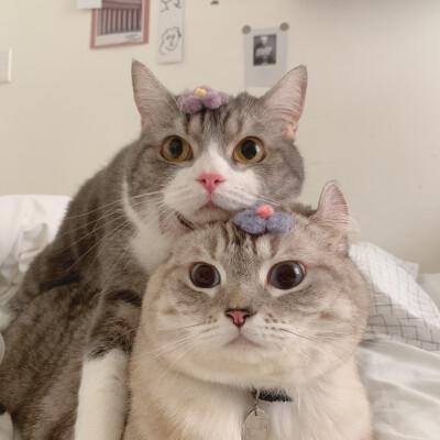 情侣猫猫图片大全可爱 猫咪情侣头像图片大全