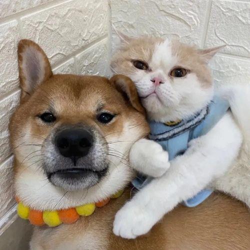 情侣图片动物 情侣图像动物