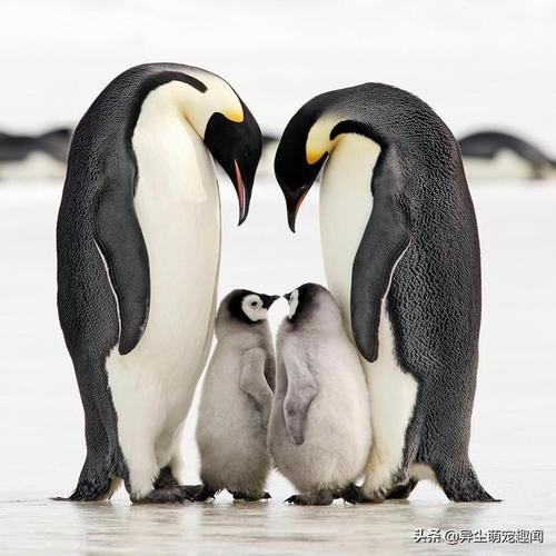 情侣图片动物 情侣图像动物