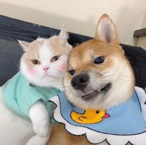 情侣图片动物 情侣图像动物