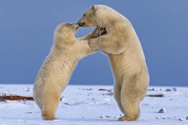 情侣图片动物 情侣图像动物