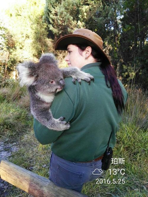 考拉抱图片情侣 考拉抱情侣图片大全姿势