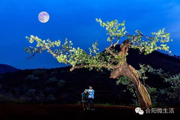 花前月下情侣图片 花前月下的图片