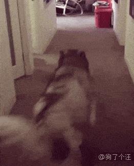 情侣搞笑动图 情侣对笑的图片