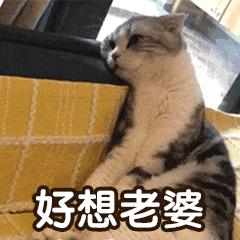 情侣表情动图 情侣聊天必备表情包动态图像