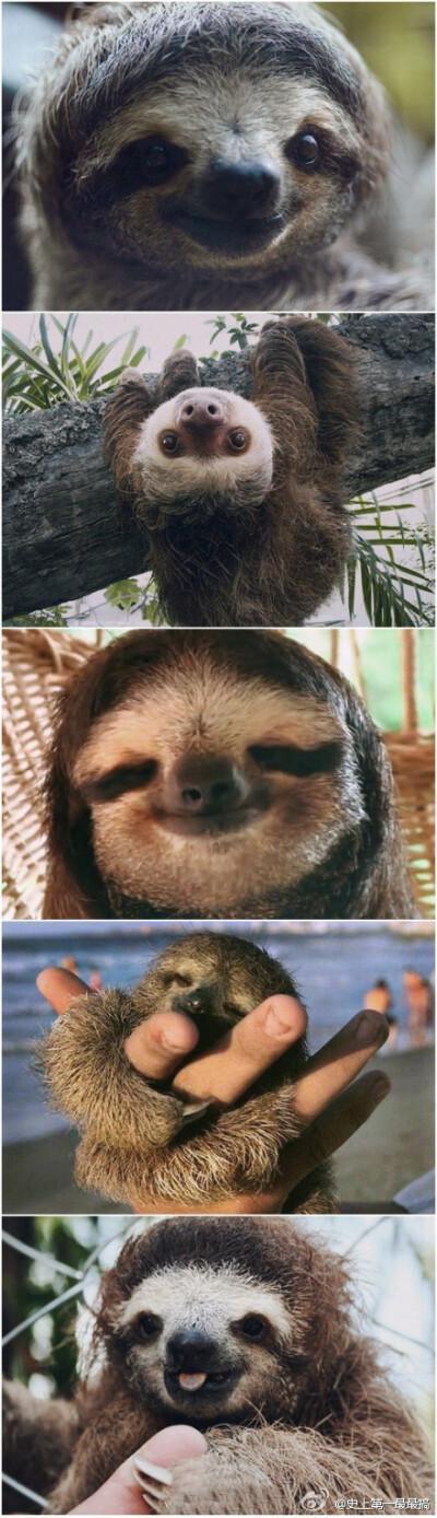 情侣树懒抱图片 树懒式抱抱图片