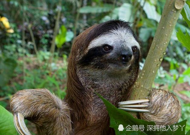 情侣树懒抱图片 树懒式抱抱图片