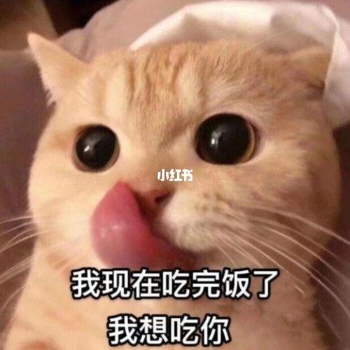 情侣聊天表情图 情侣聊天必备表情包动态图像