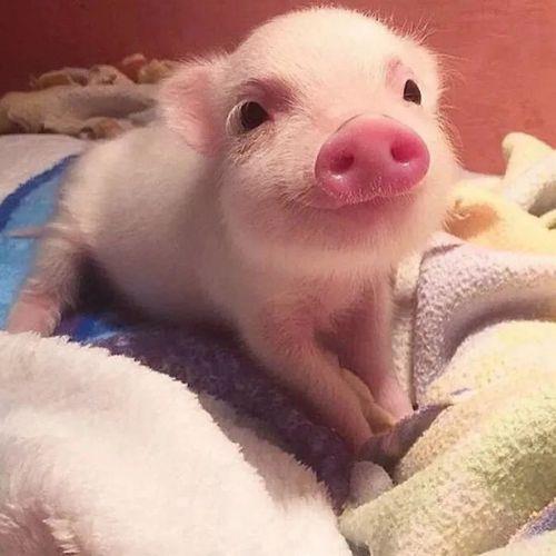 猪的情侣图片 情侣猪猪图片可爱两张