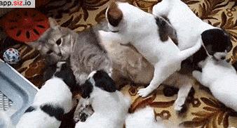 情侣gif动态图 gif情侣头像大全图片