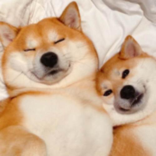 狗狗情侣图片 情侣头像图片