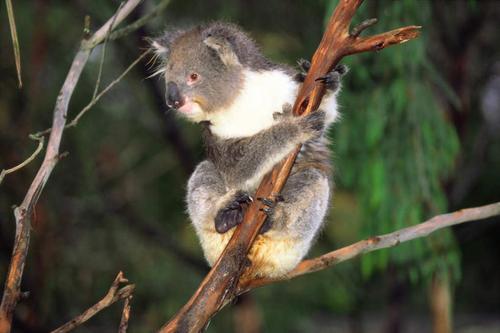无尾熊抱法情侣图片 无尾熊式拥抱图片