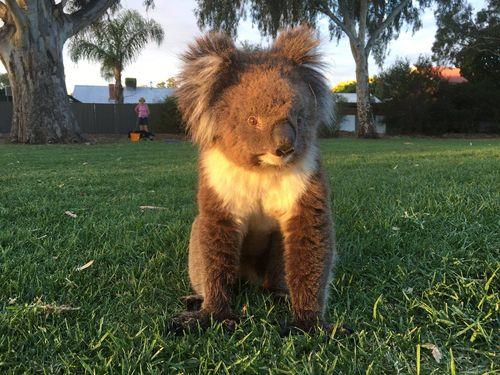 无尾熊抱法情侣图片 无尾熊式拥抱图片