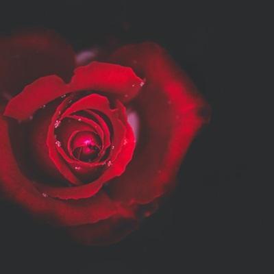 玫瑰花情侣图片大全 浪漫玫瑰花图片大全