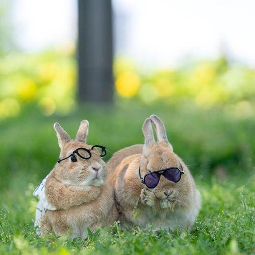 两只情侣兔子图片 两只兔子的爱情图片