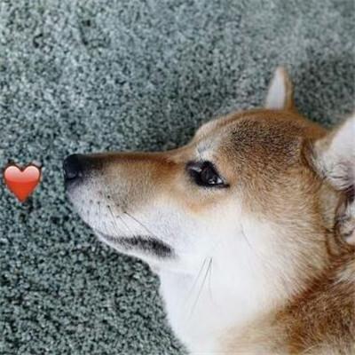 猫狗情侣图片 猫咪情侣图