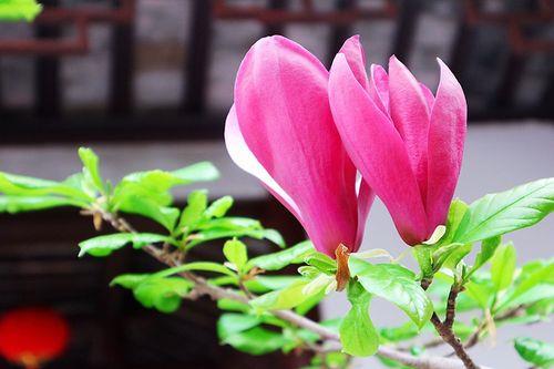 情侣花图片 情侣图片