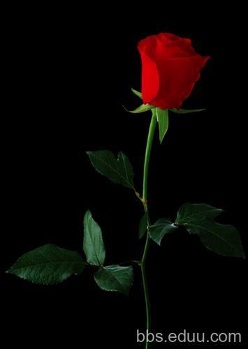 情侣花图片 情侣图片