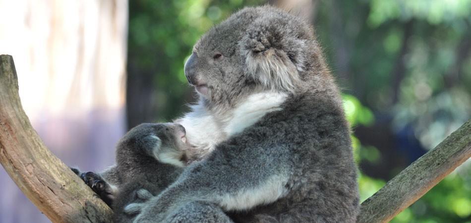 情侣考拉式拥抱图片 情侣之间的考拉抱图片