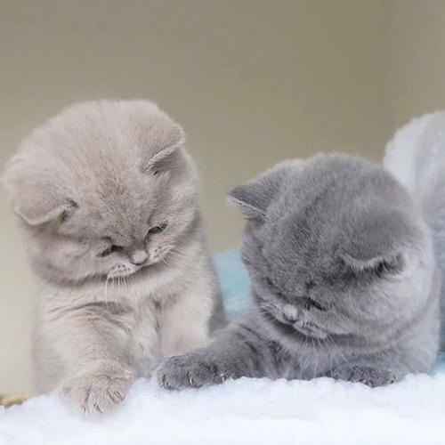 情侣猫图片 猫咪情侣图