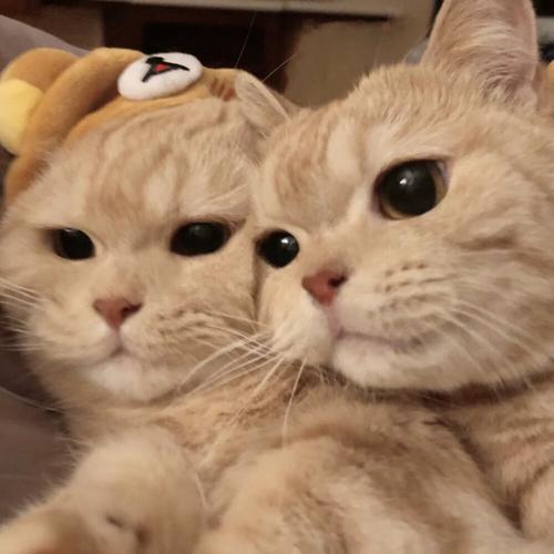 猫的情侣图片 猫咪情侣图