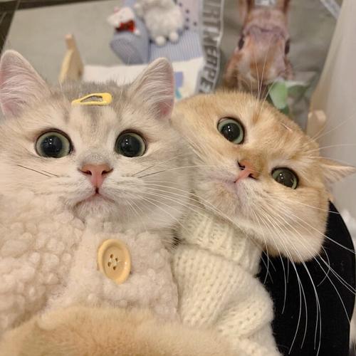 猫的情侣图片 猫咪情侣图