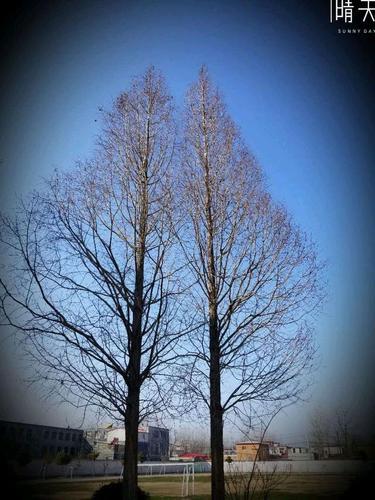 情侣树图片大全 情侣树名字大全唯美