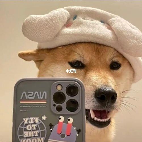 情侣狗狗图片 情侣头像图片