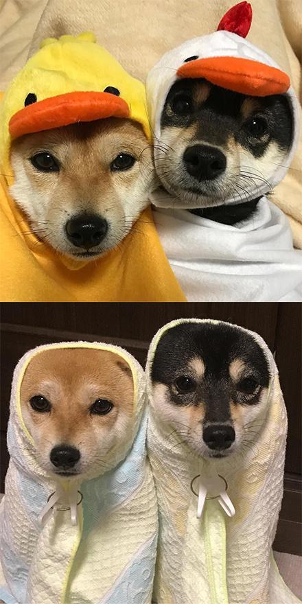 情侣狗狗图片 情侣头像图片