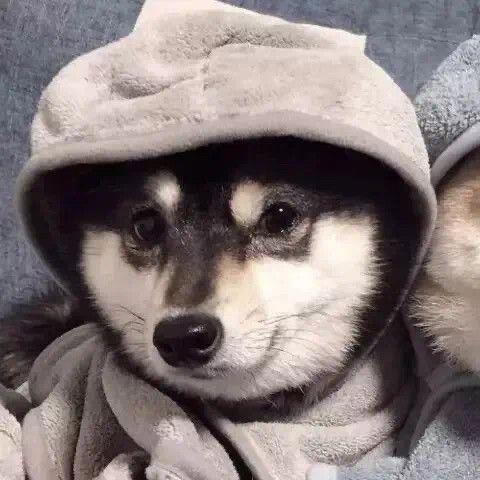 情侣狗狗图片 情侣头像图片